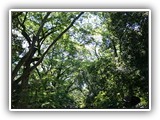 This pathway leads through Tadasu no Mori (the